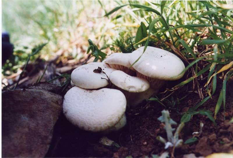 l''oro delle Madonie: P. nebrodensis (u funciu ri basiliscu)